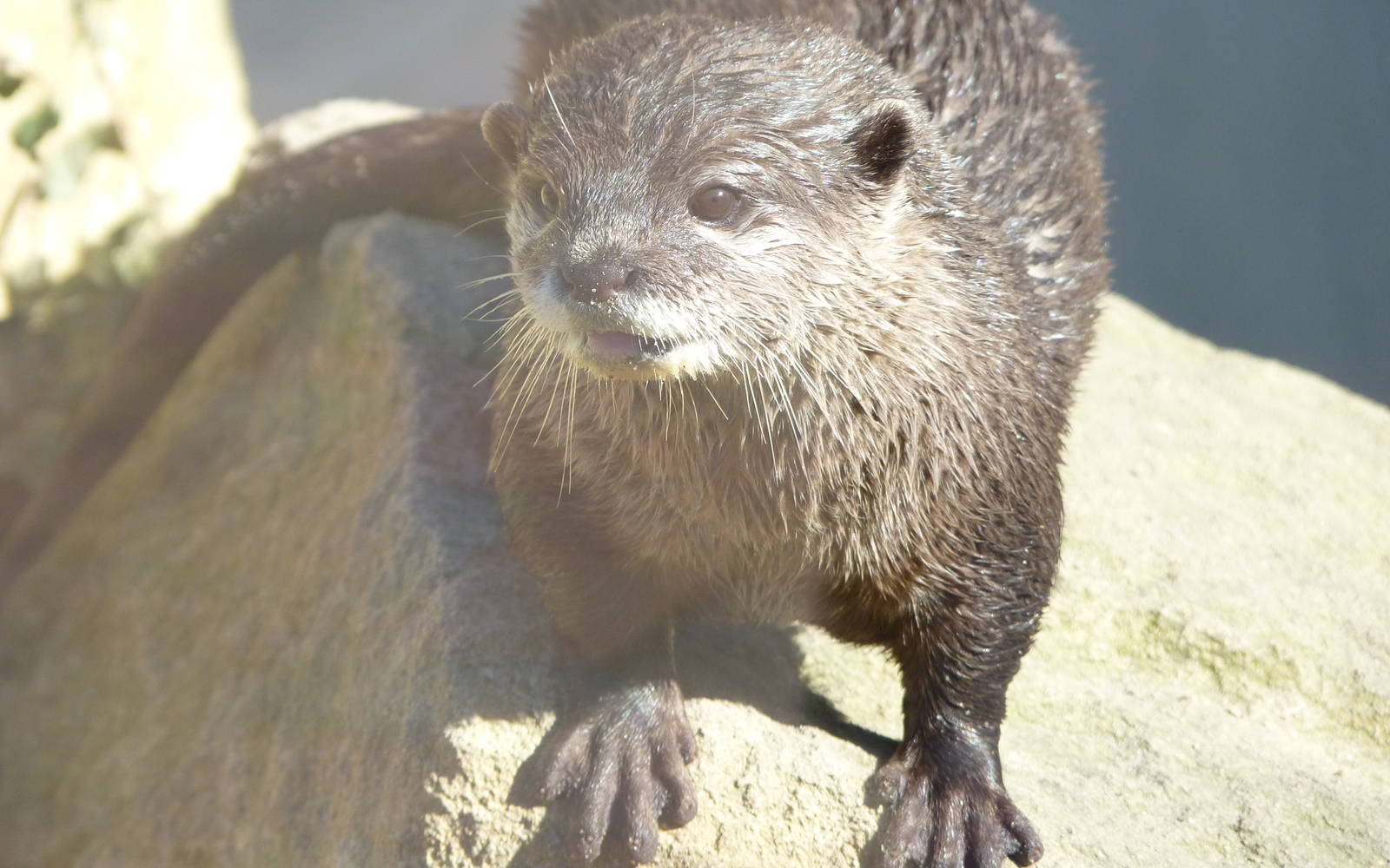 Asian Short-Clawed Otter