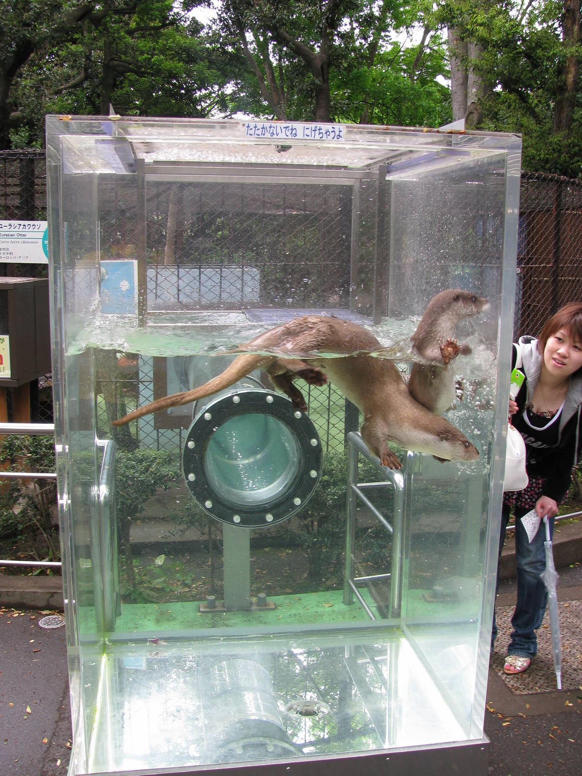 Asian Short-clawed Otter