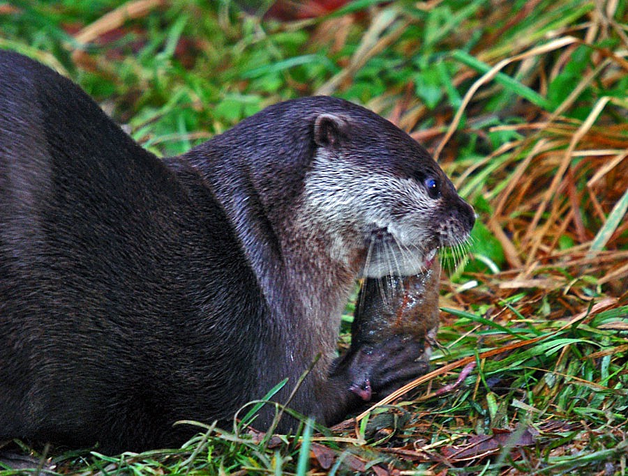 Asian short clawed otter