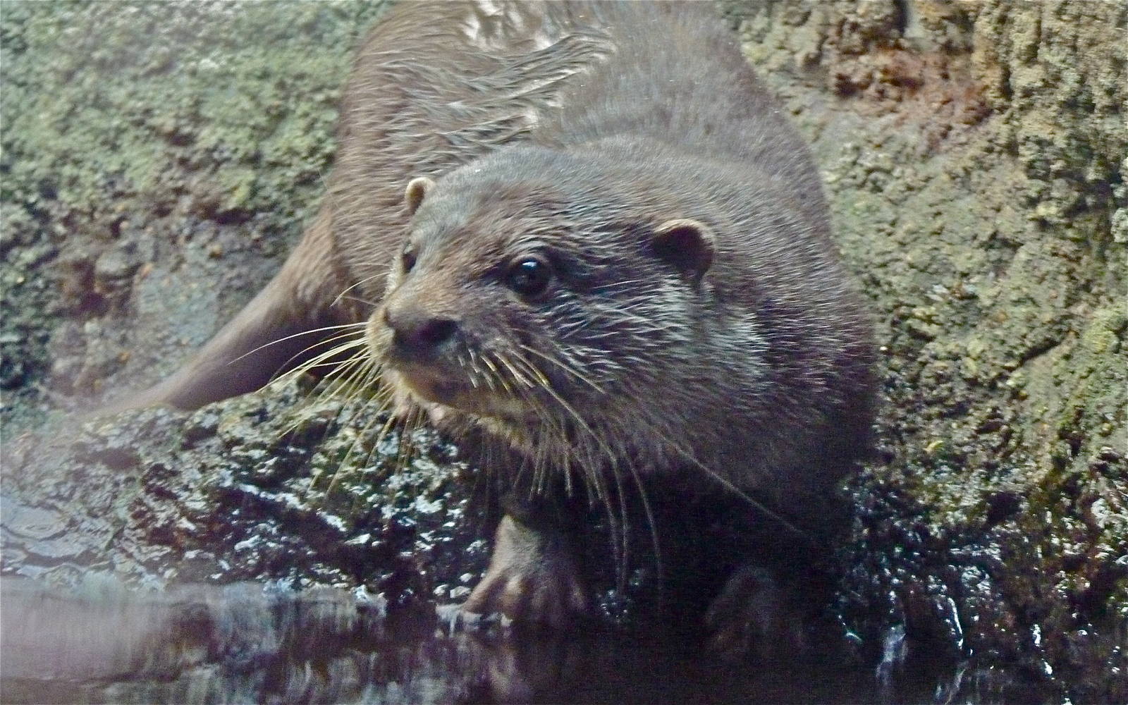 Asian Short-Clawed Otter