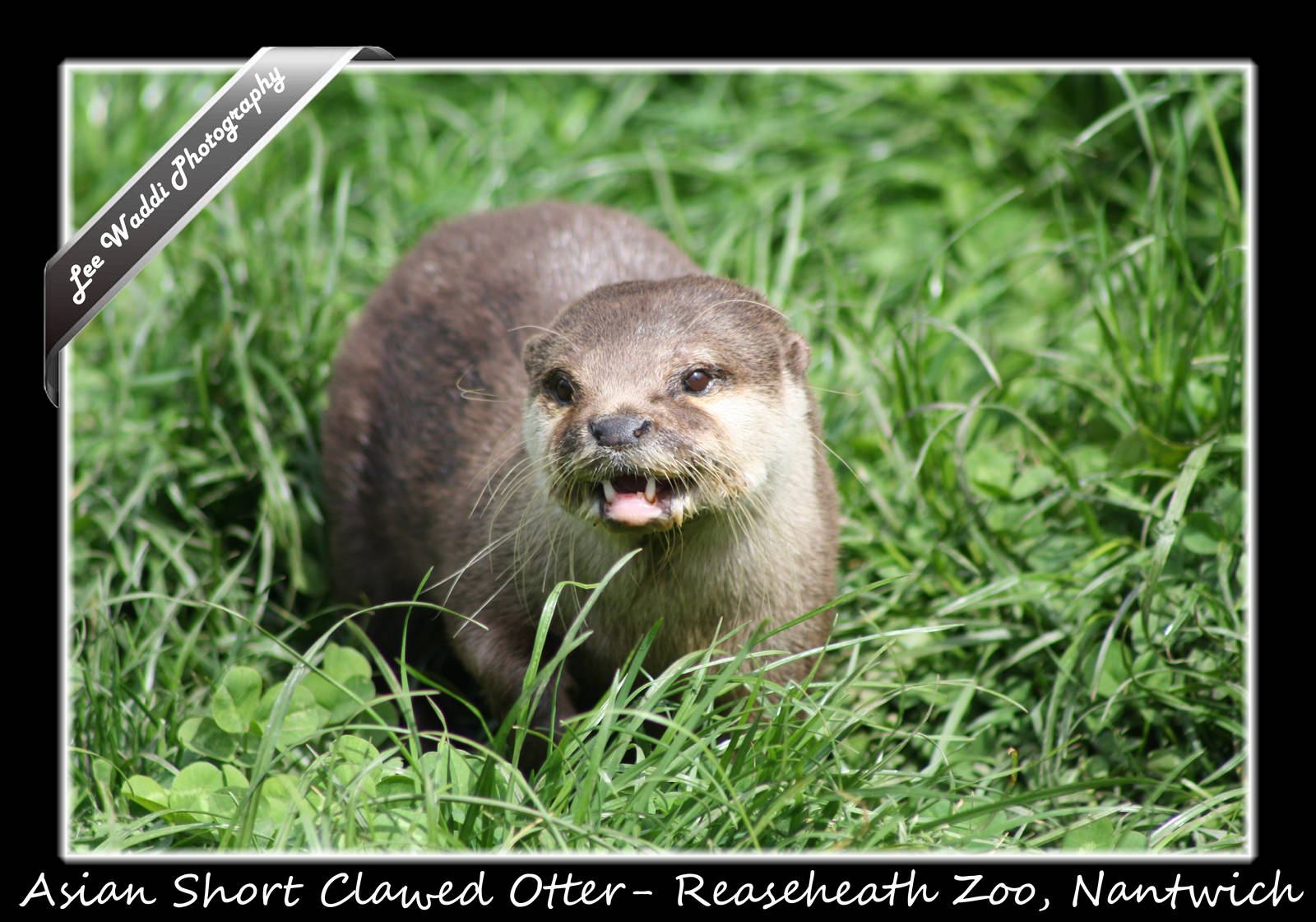 Asian Short Clawed Otter