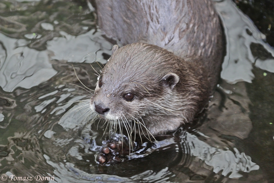 Asian Short-clawed Otter