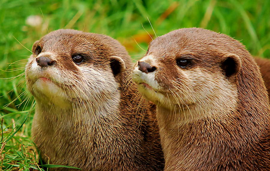 ASIAN SHORT CLAWED OTTER
