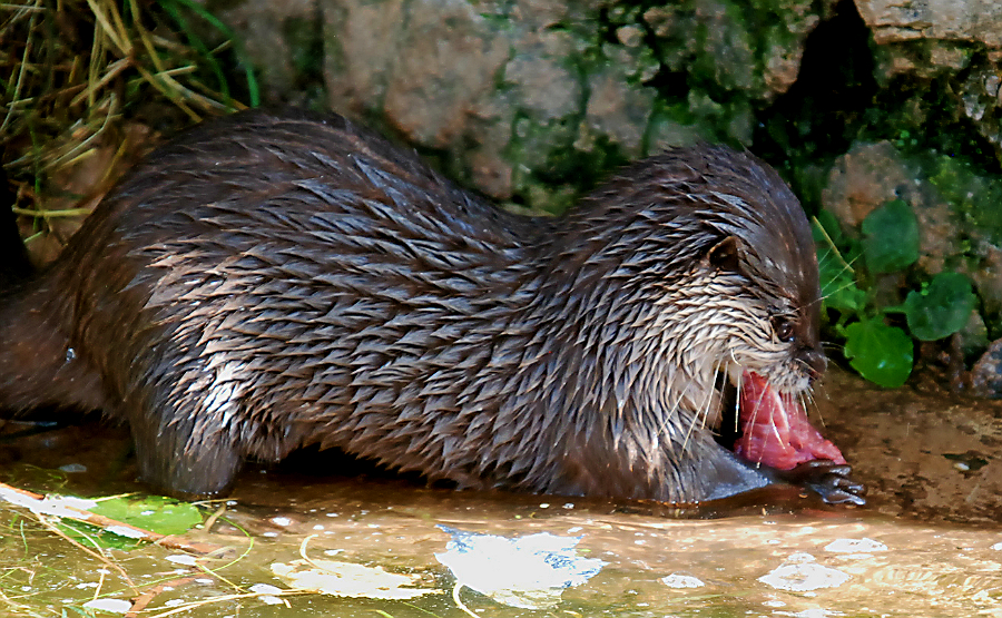 ASIAN SHORT CLAWED OTTER