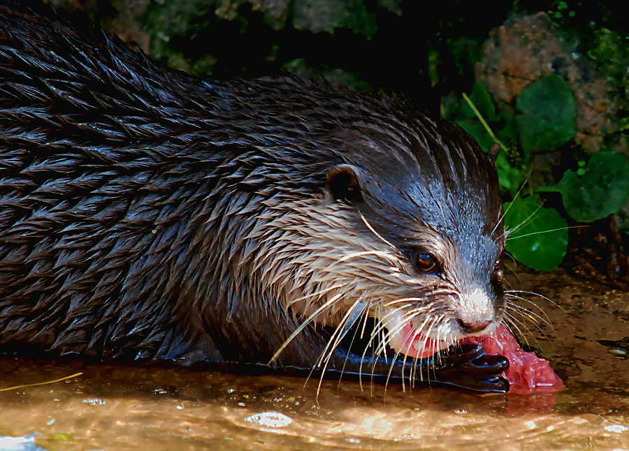 ASIAN SHORT CLAWED OTTER