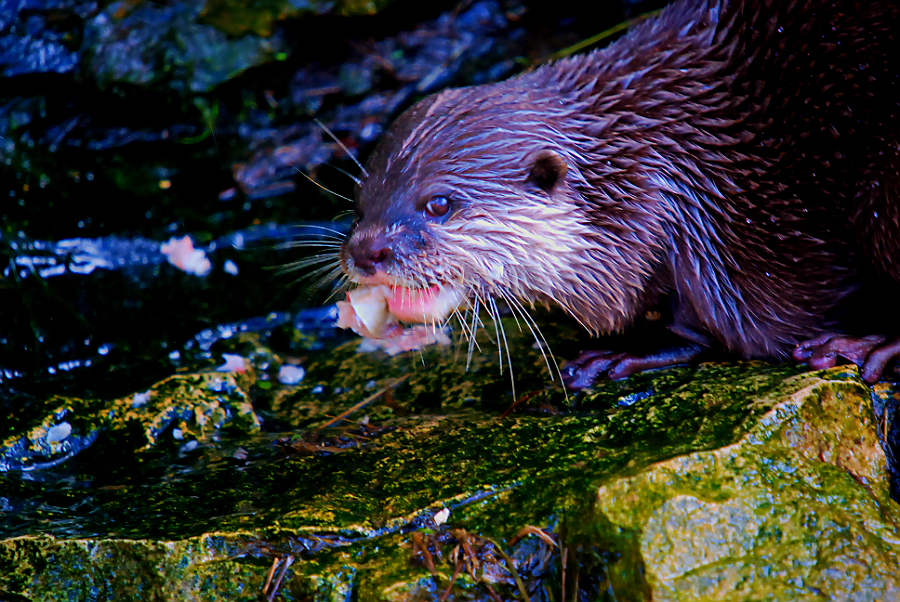 ASIAN SHORT CLAWED OTTER