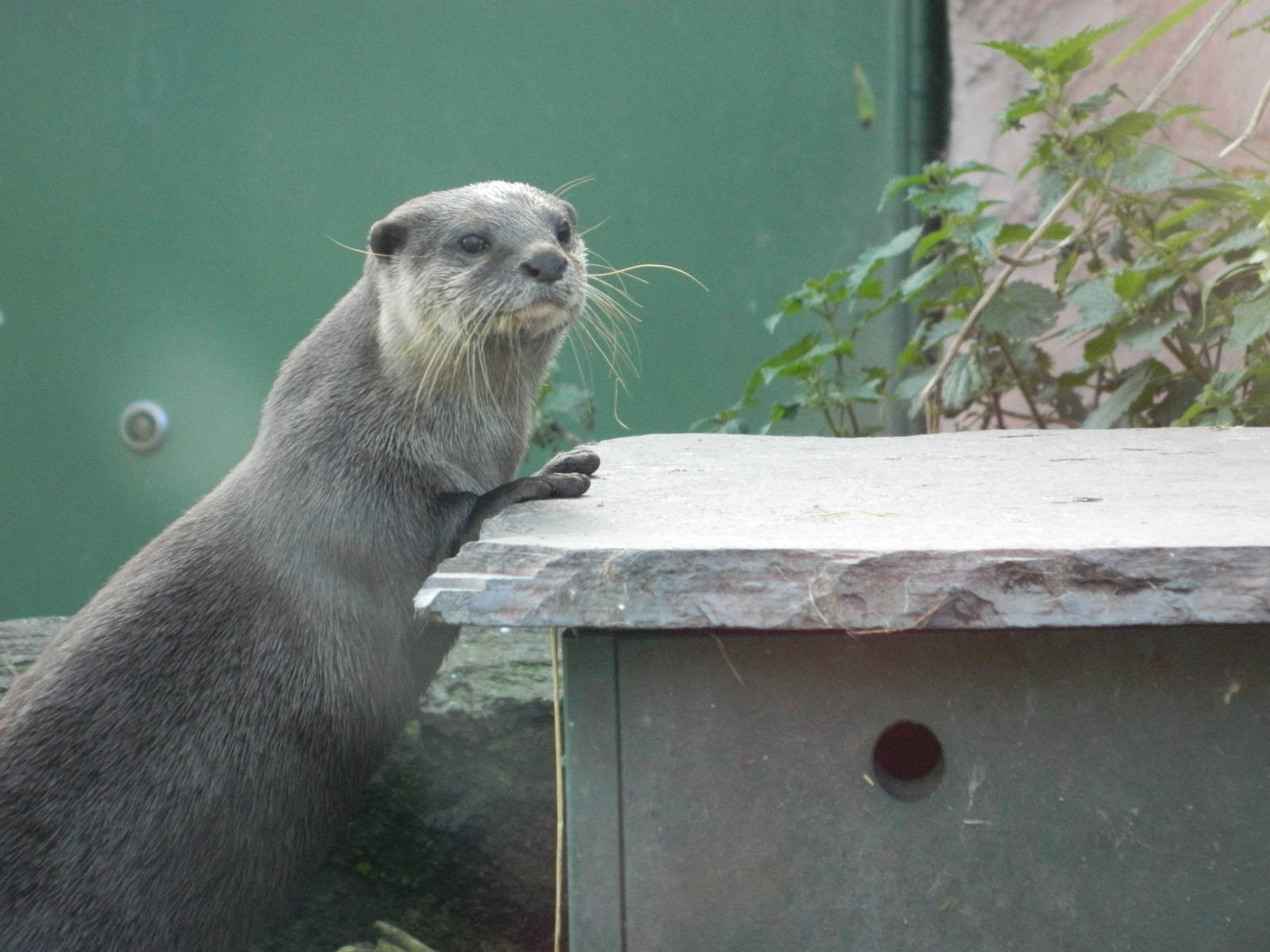 Asian Short-clawed otter