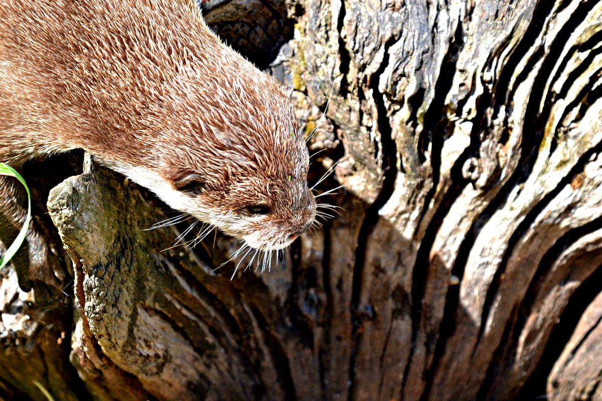 ASIAN SHORT CLAWED OTTER