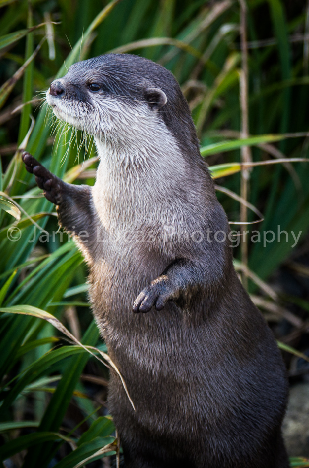 Asian short-clawed otter