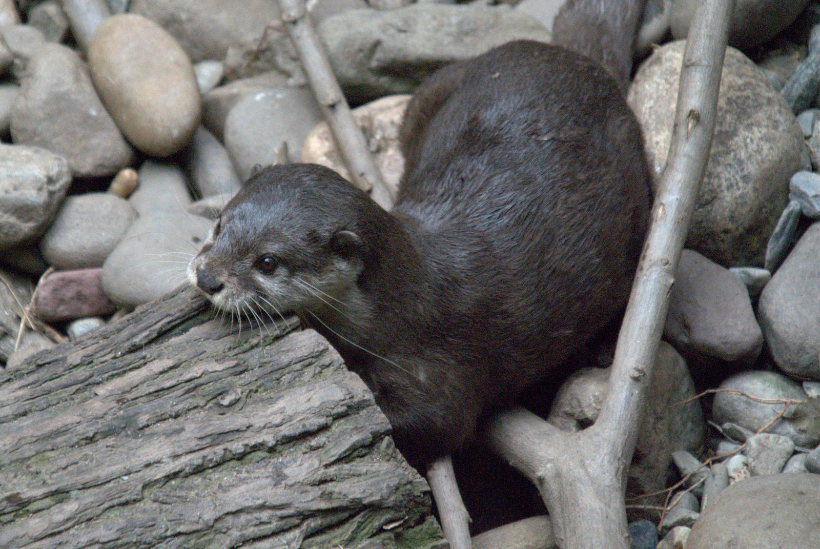 Asian Short Clawed Otter