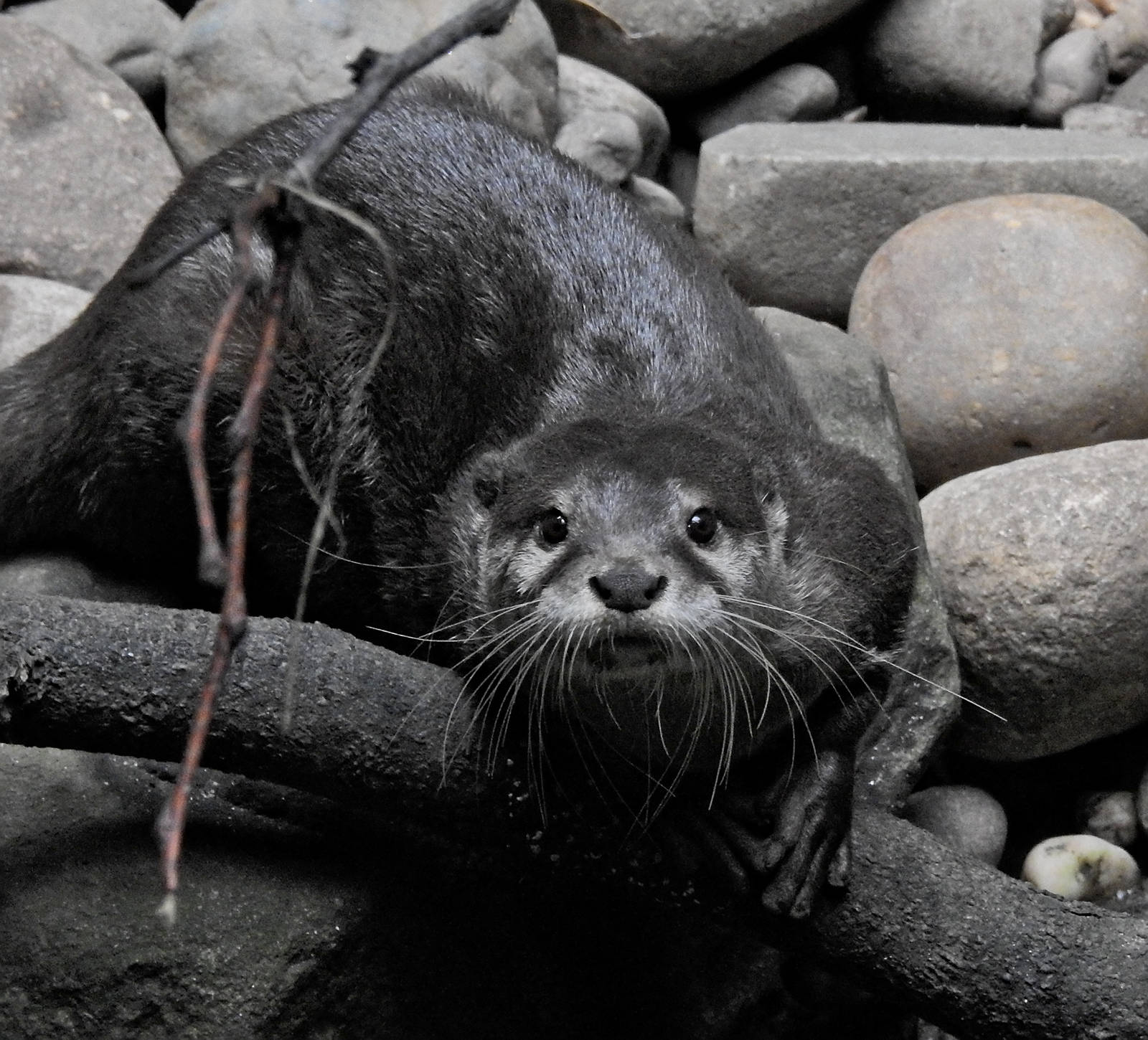 Asian Short Clawed Otter
