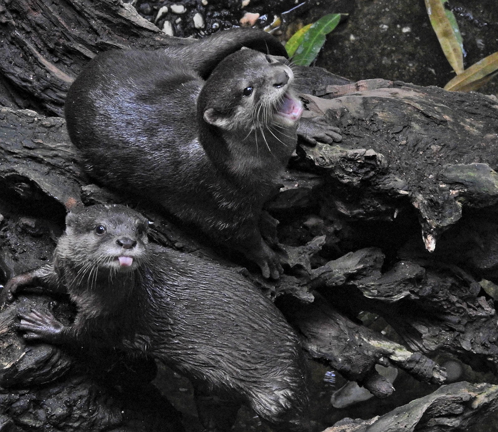 Asian Short Clawed Otter