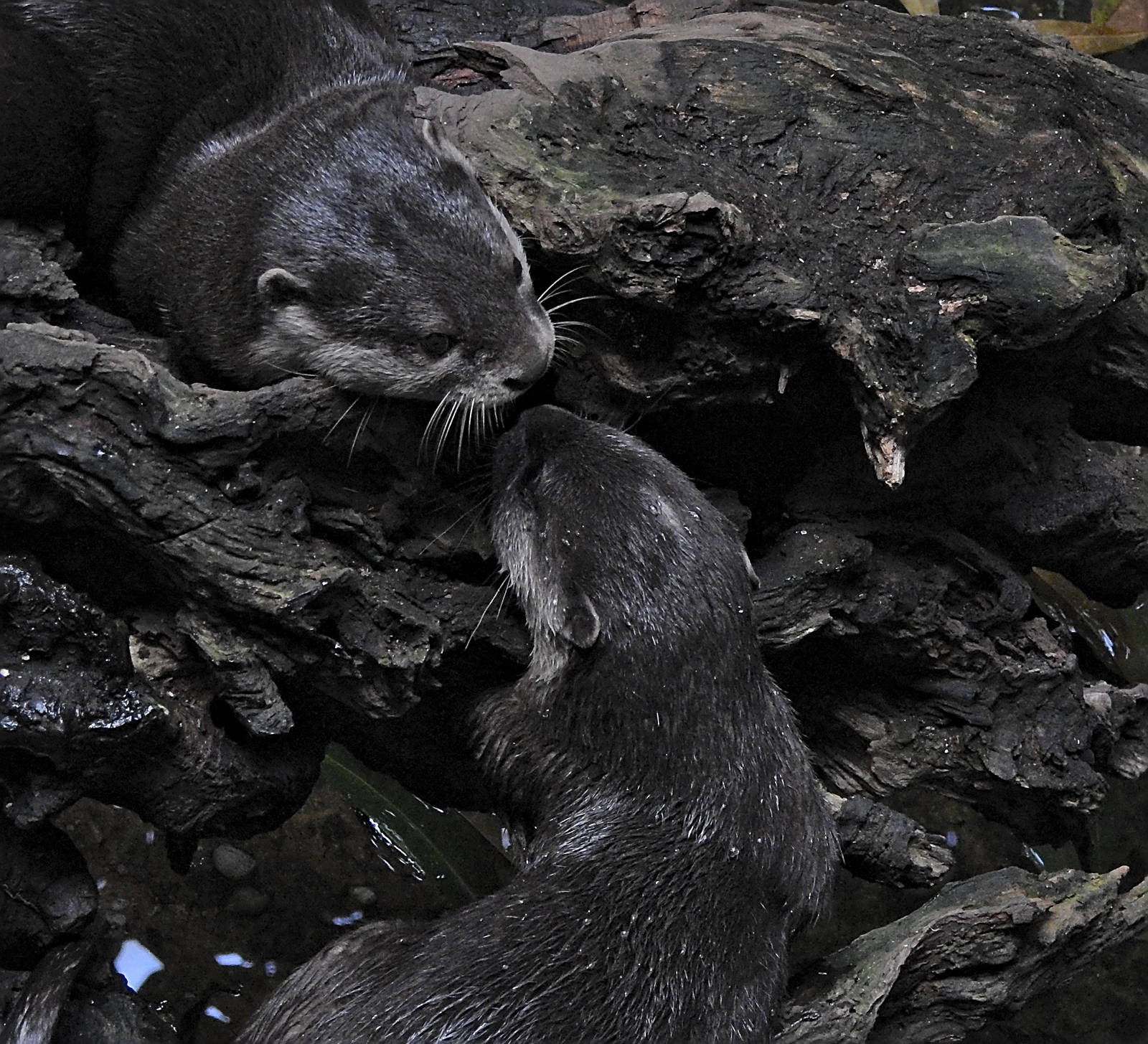 Asian Short Clawed Otter