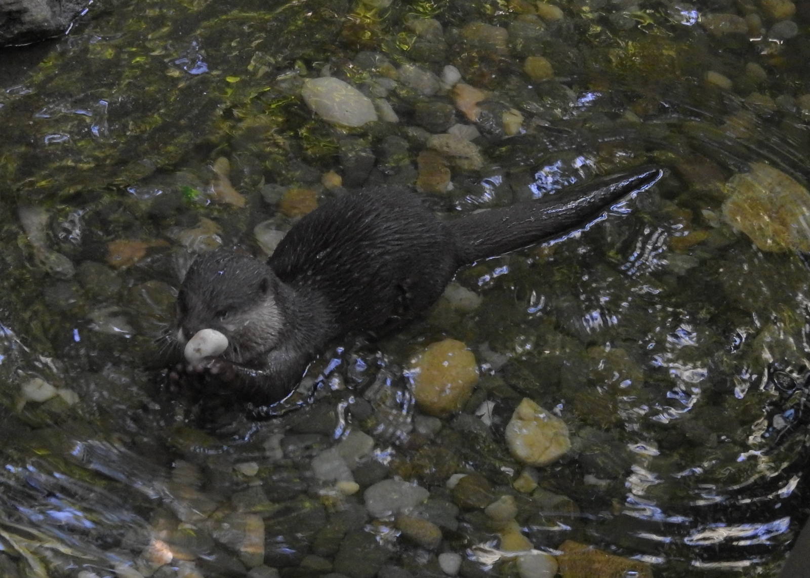 Asian Short Clawed Otter