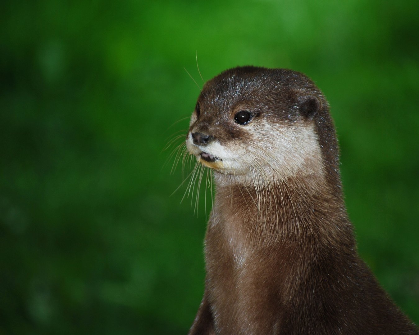 Asian Short Clawed Otter