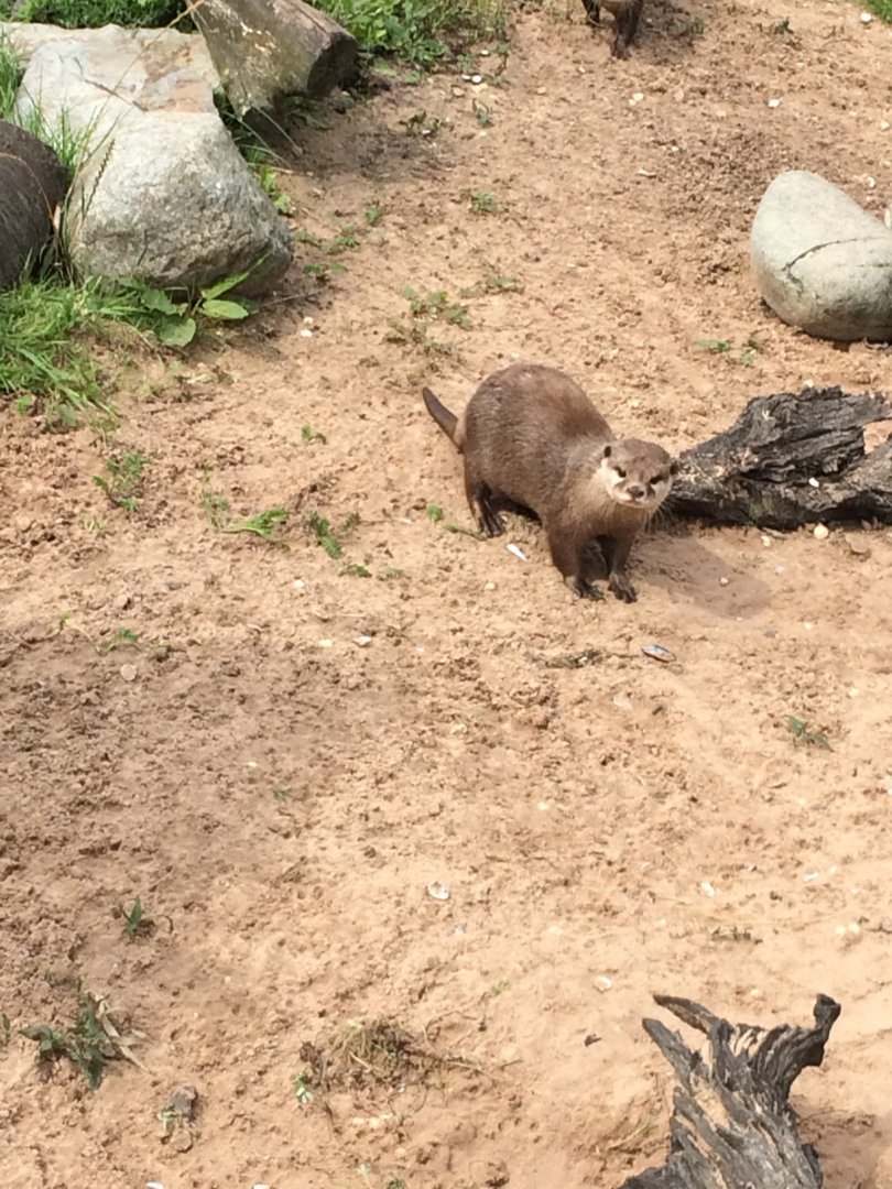 Asian Short Clawed Otter