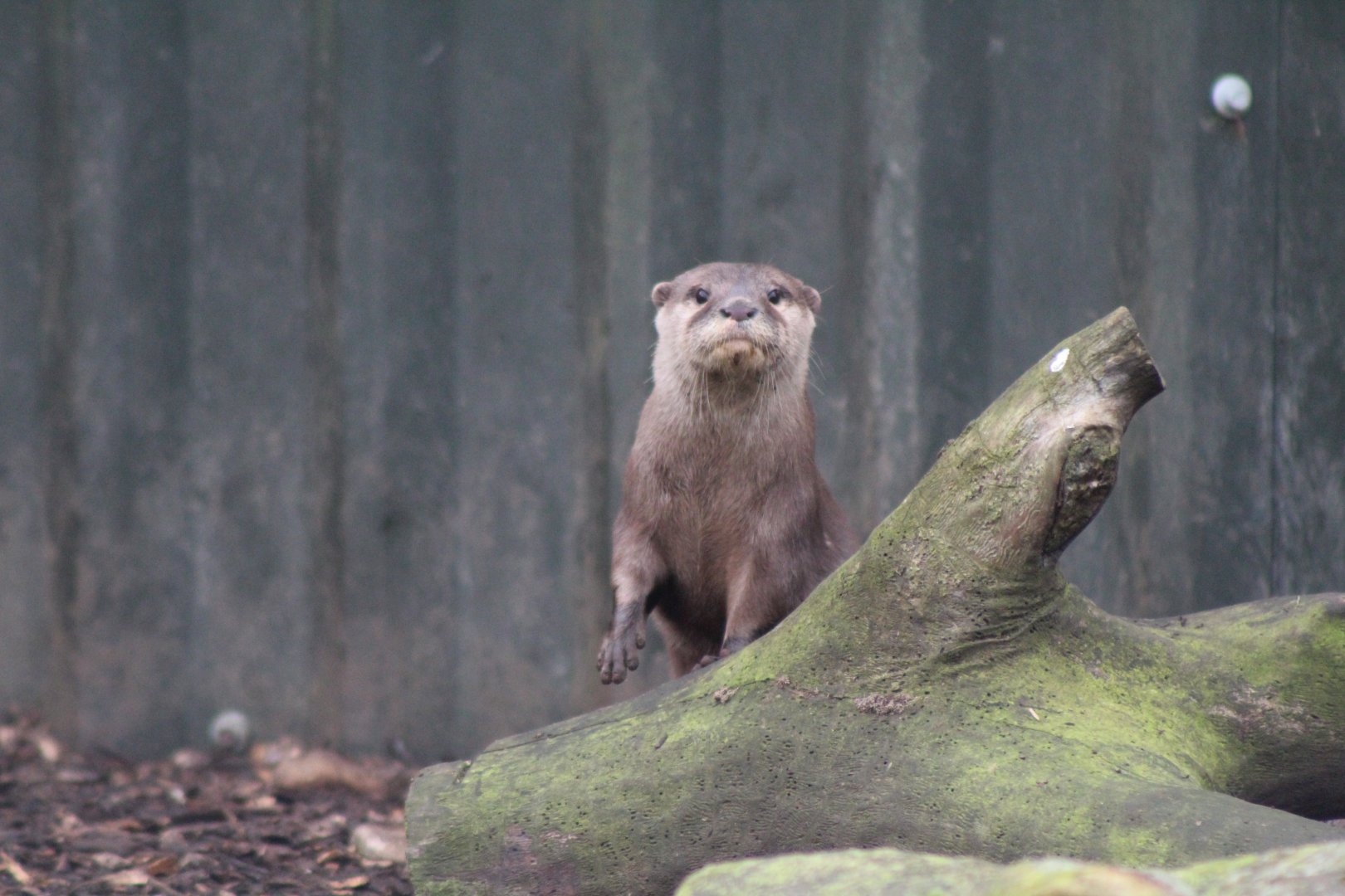Asian Short Clawed Otter
