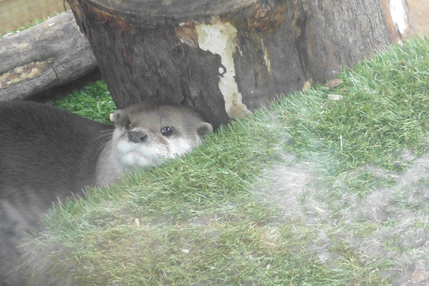 Asian Short-clawed Otter
