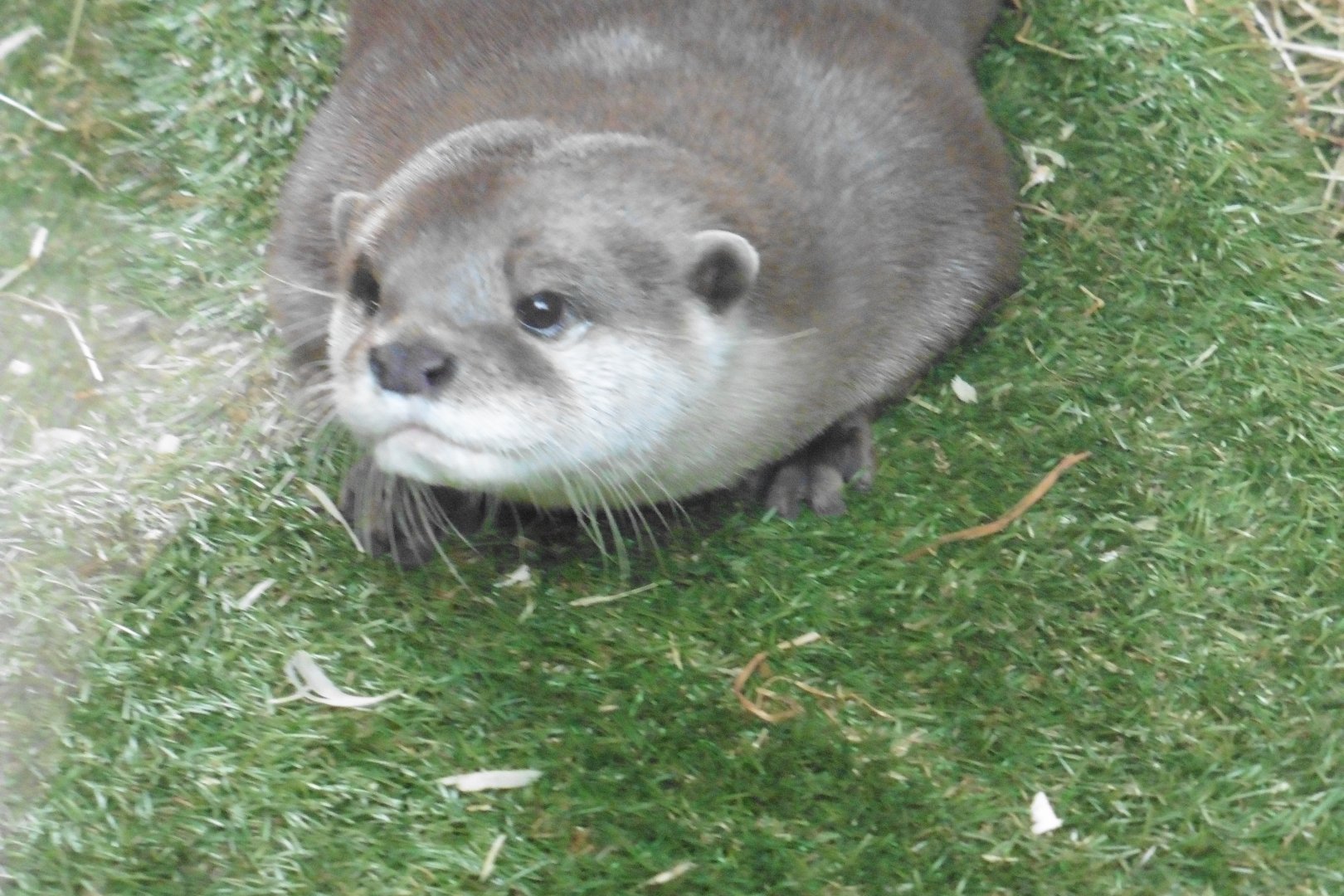Asian Short-clawed Otter