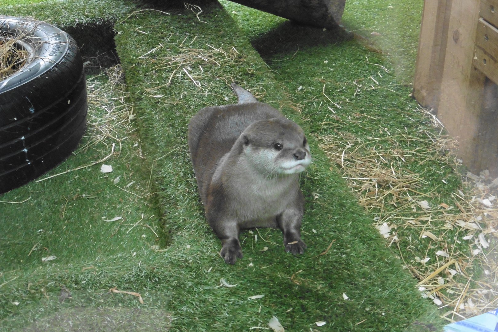 Asian Short-clawed Otter