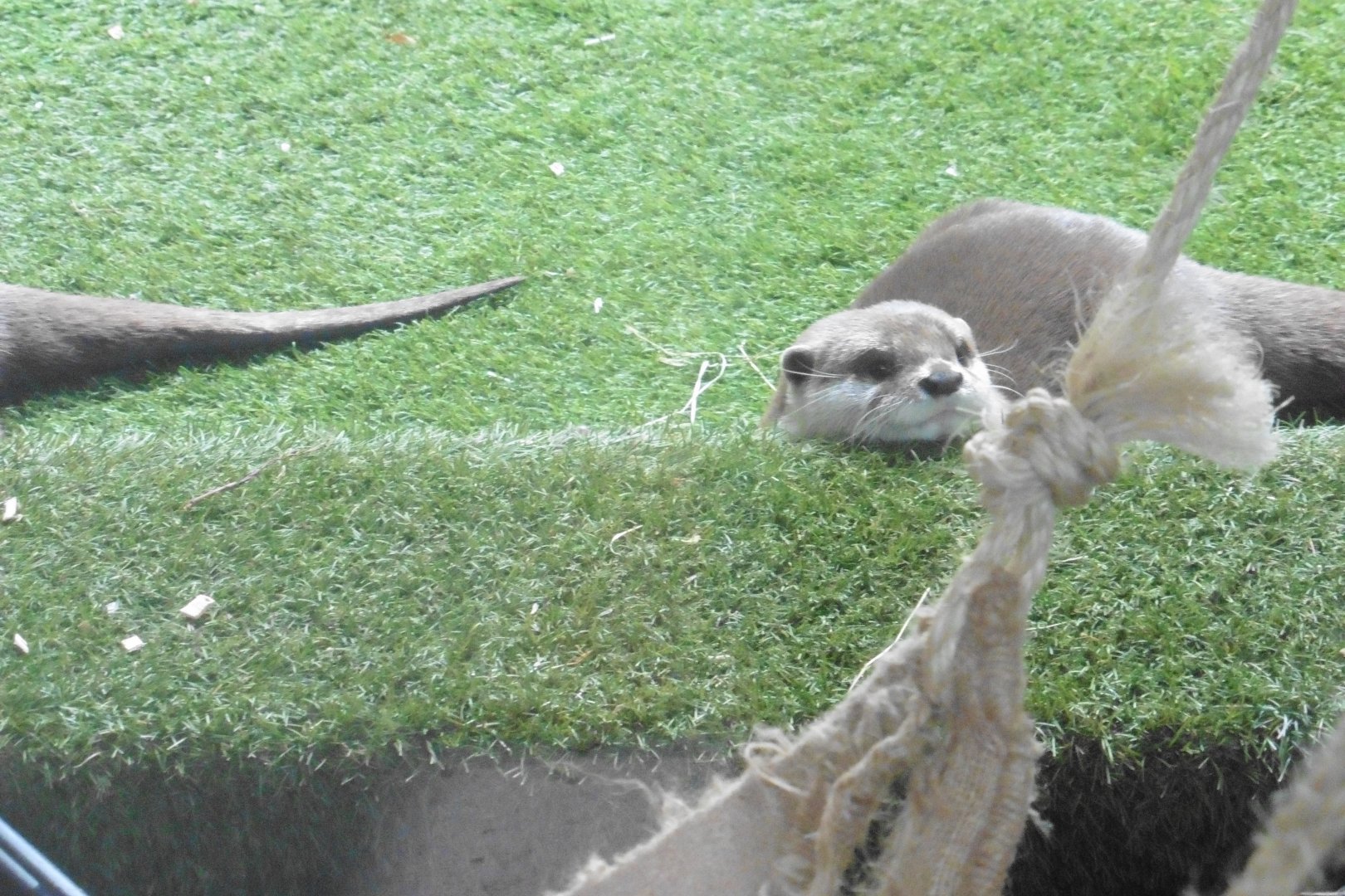 Asian Short-clawed Otter