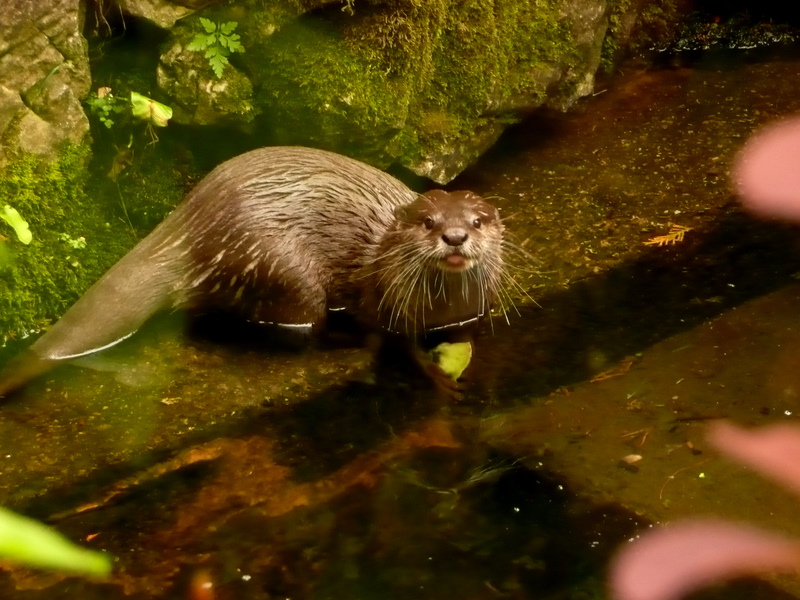 Asian Short Clawed Otter