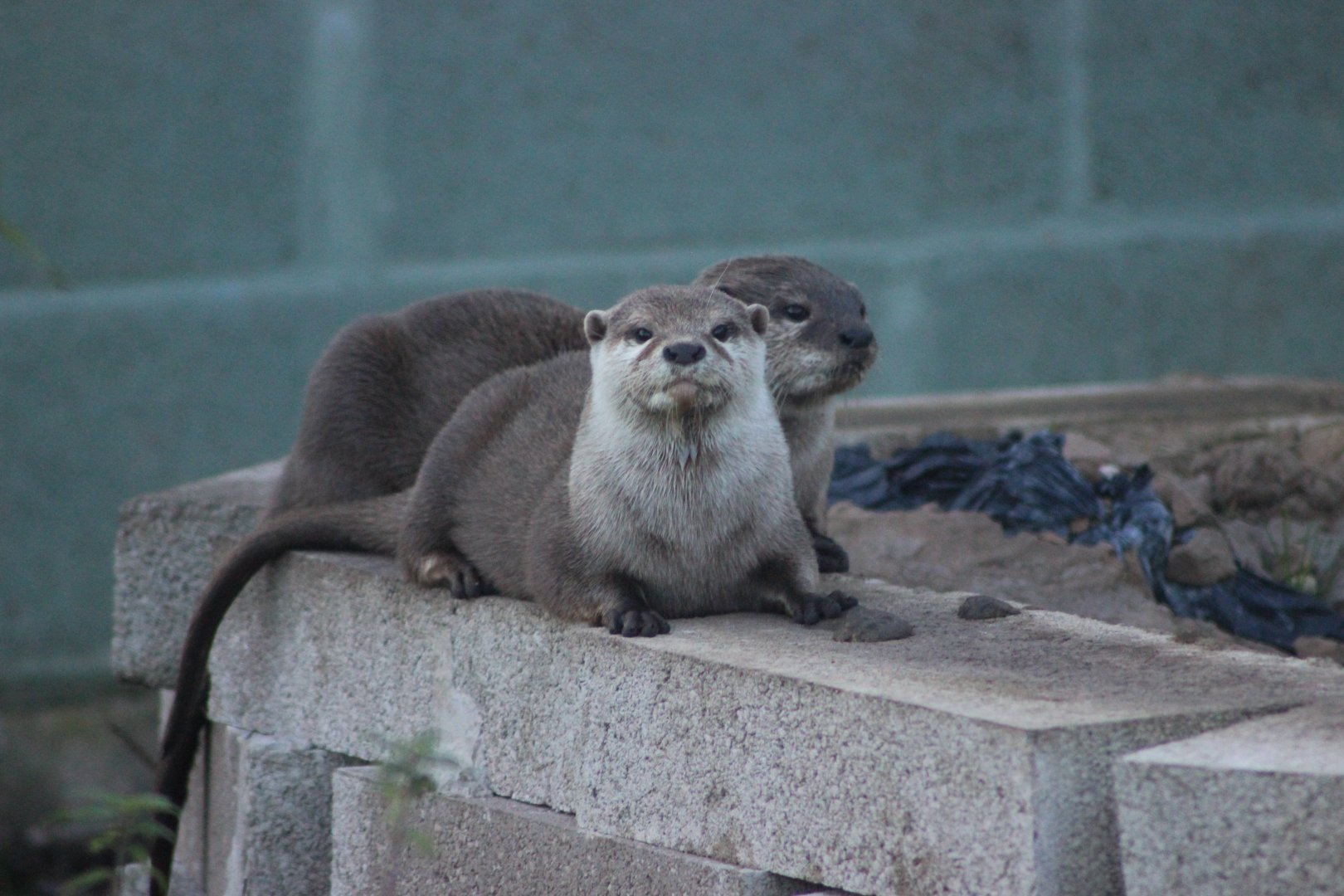 Asian Short Clawed Otter