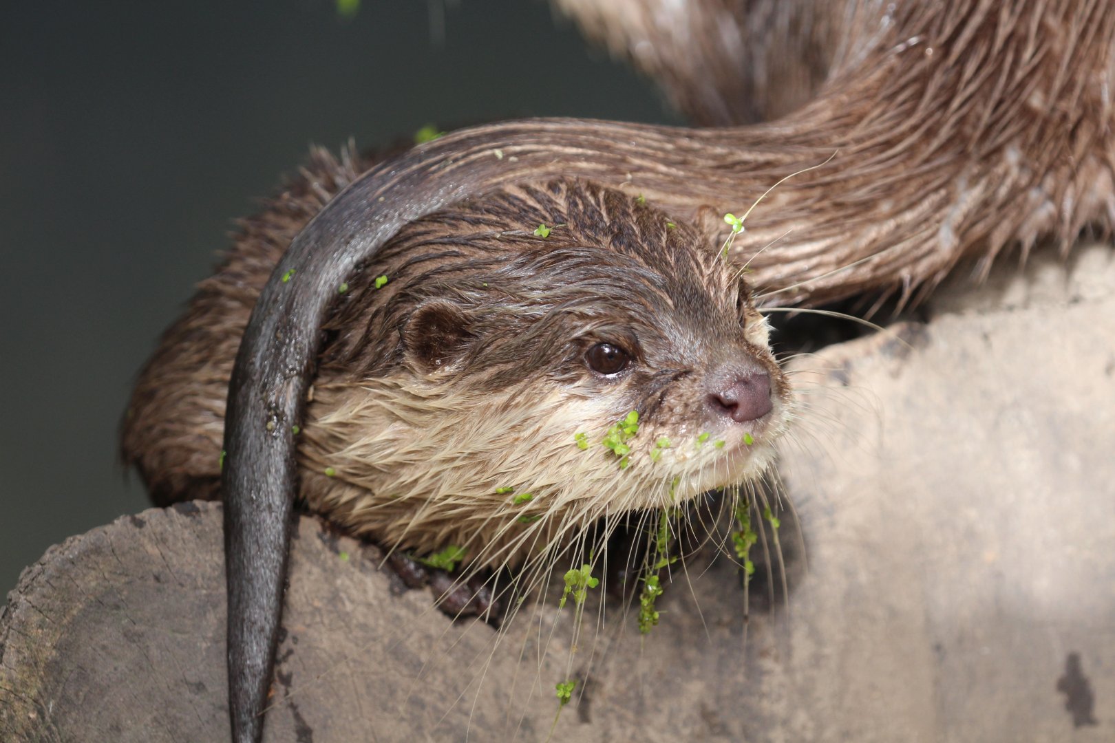 Asian Short-clawed Otter
