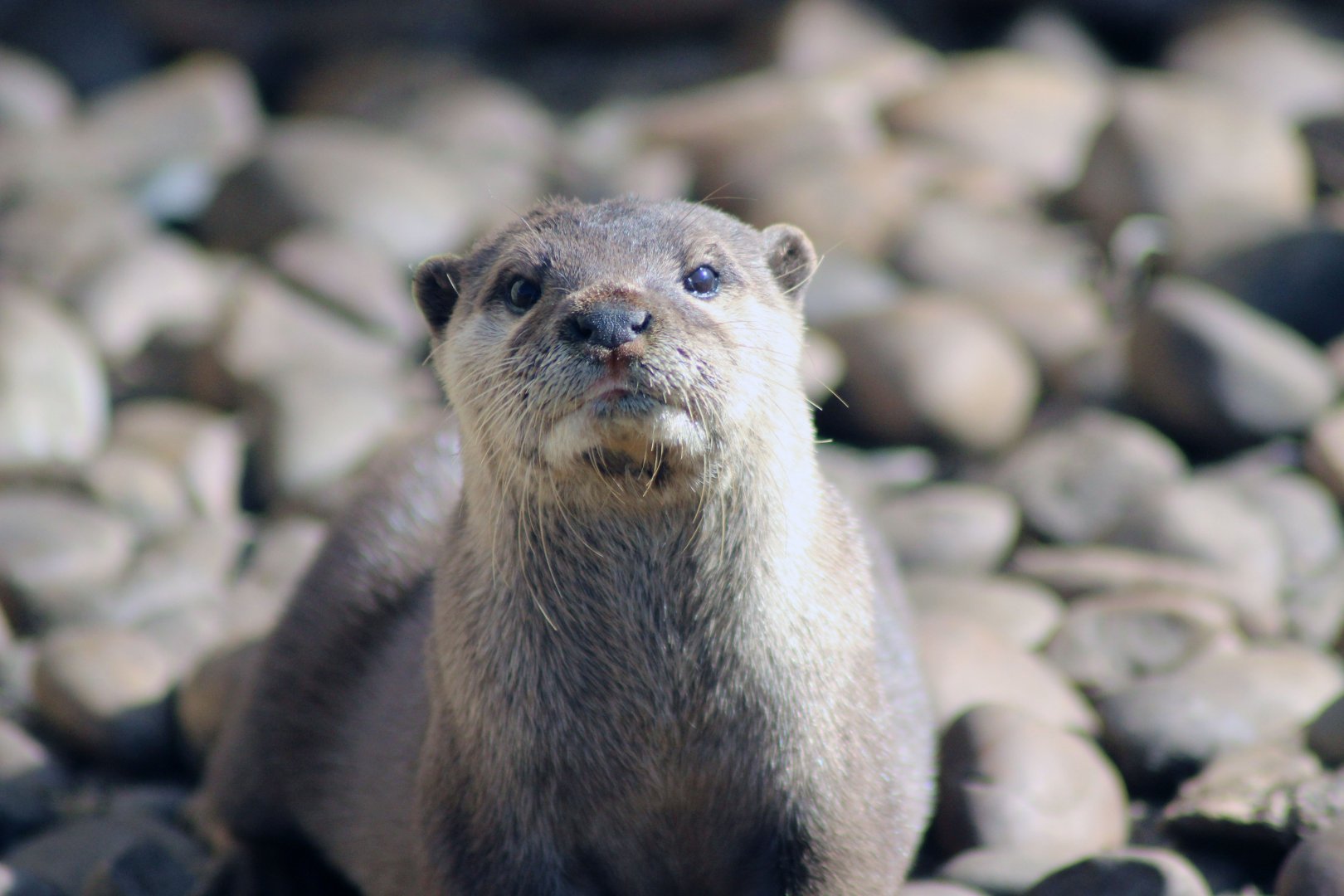 Asian Short Clawed Otter