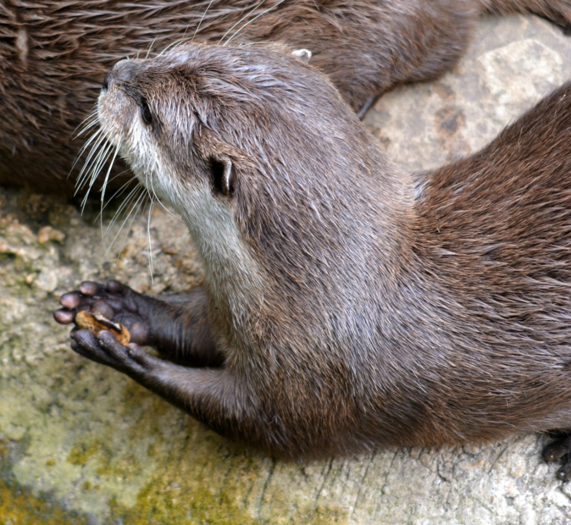 asian short clawed otter
