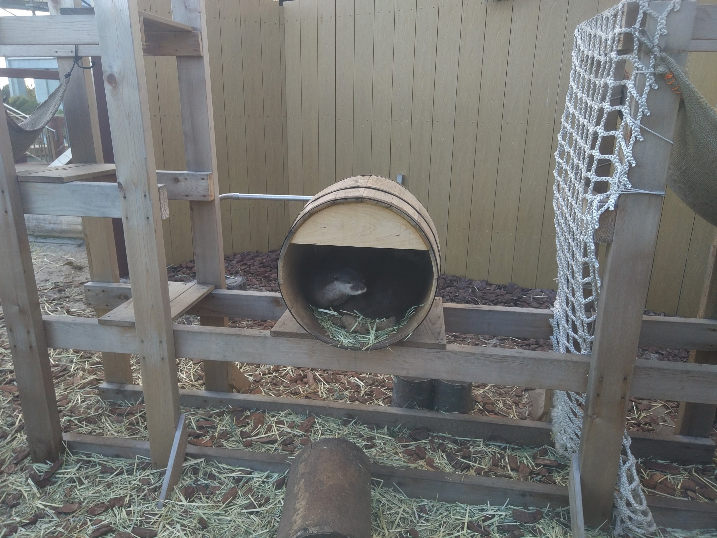 Asian Short-clawed Otter