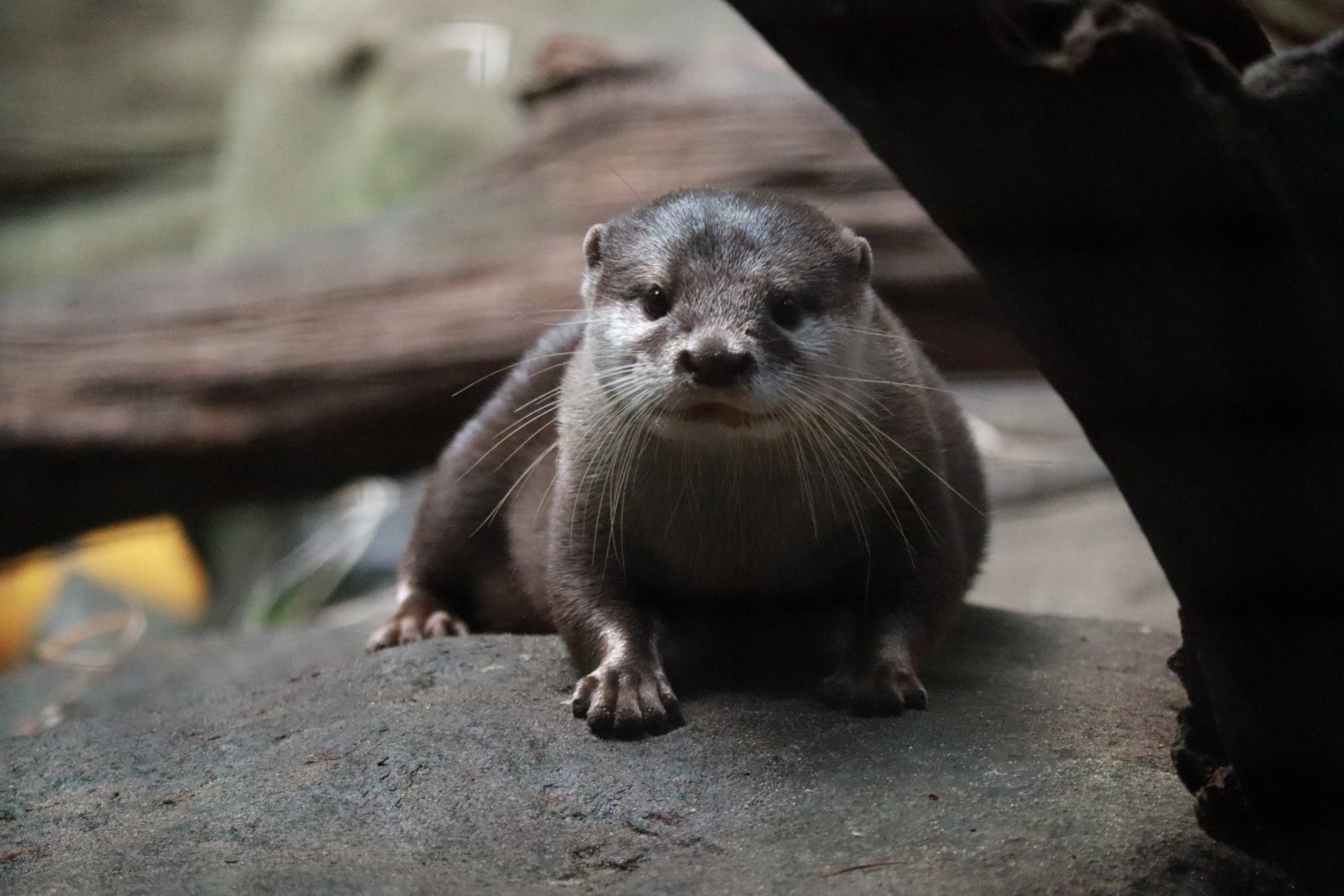 Asian short clawed otter