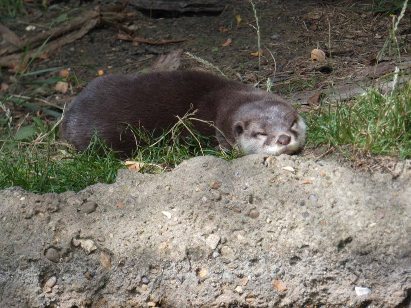 Asian Short-clawed Otter