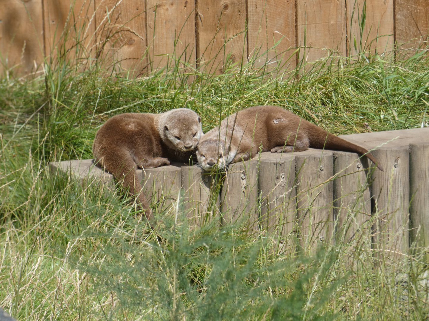 Asian Short-clawed Otter