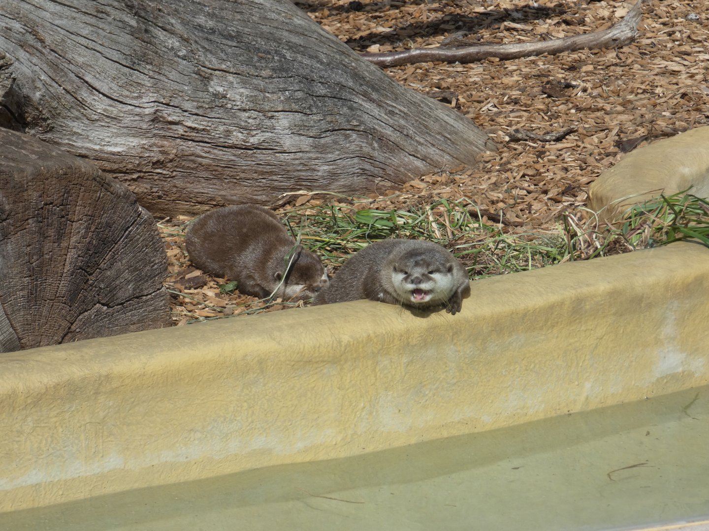 Asian Short-clawed Otter