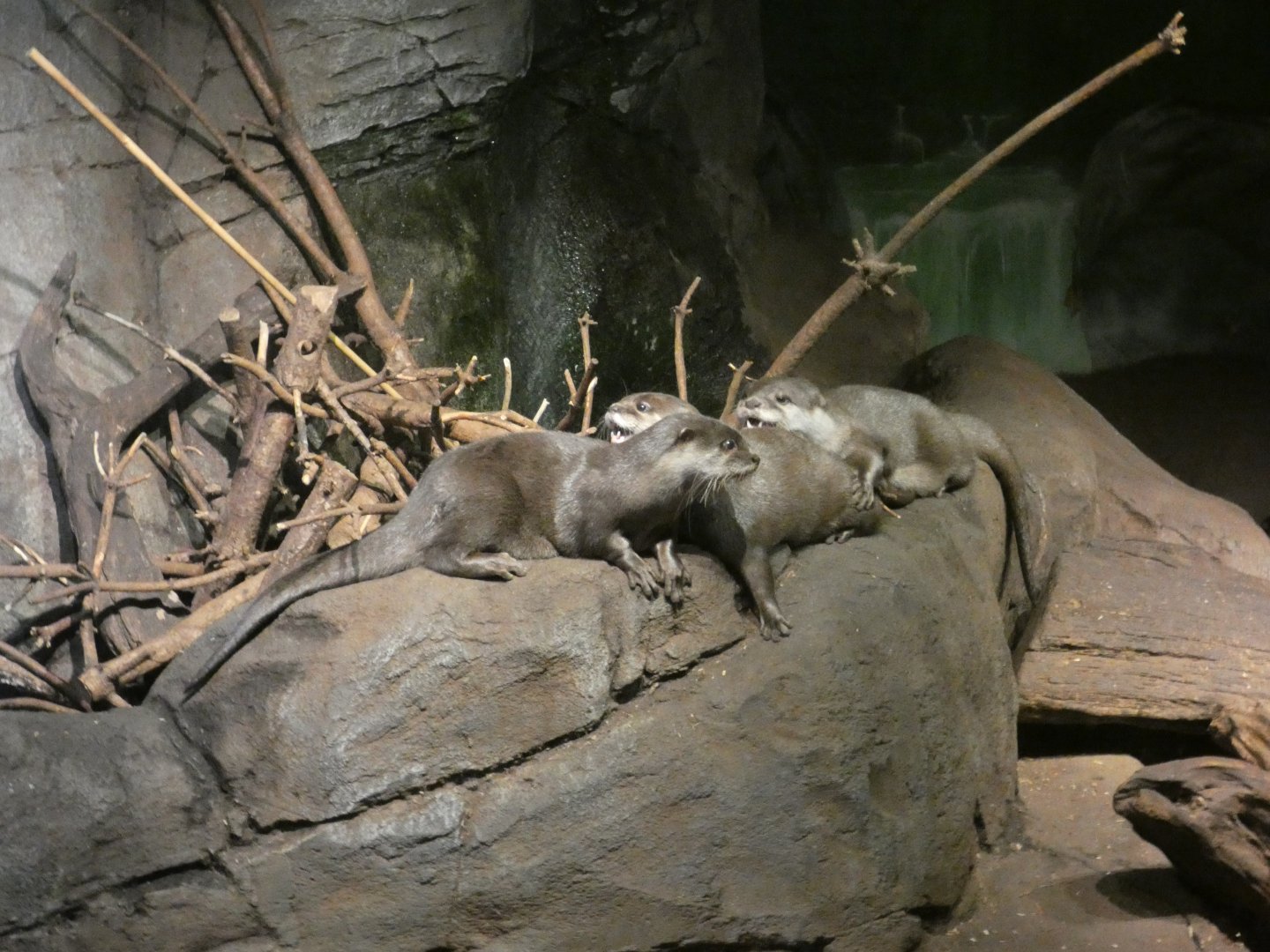 Asian short-clawed otter