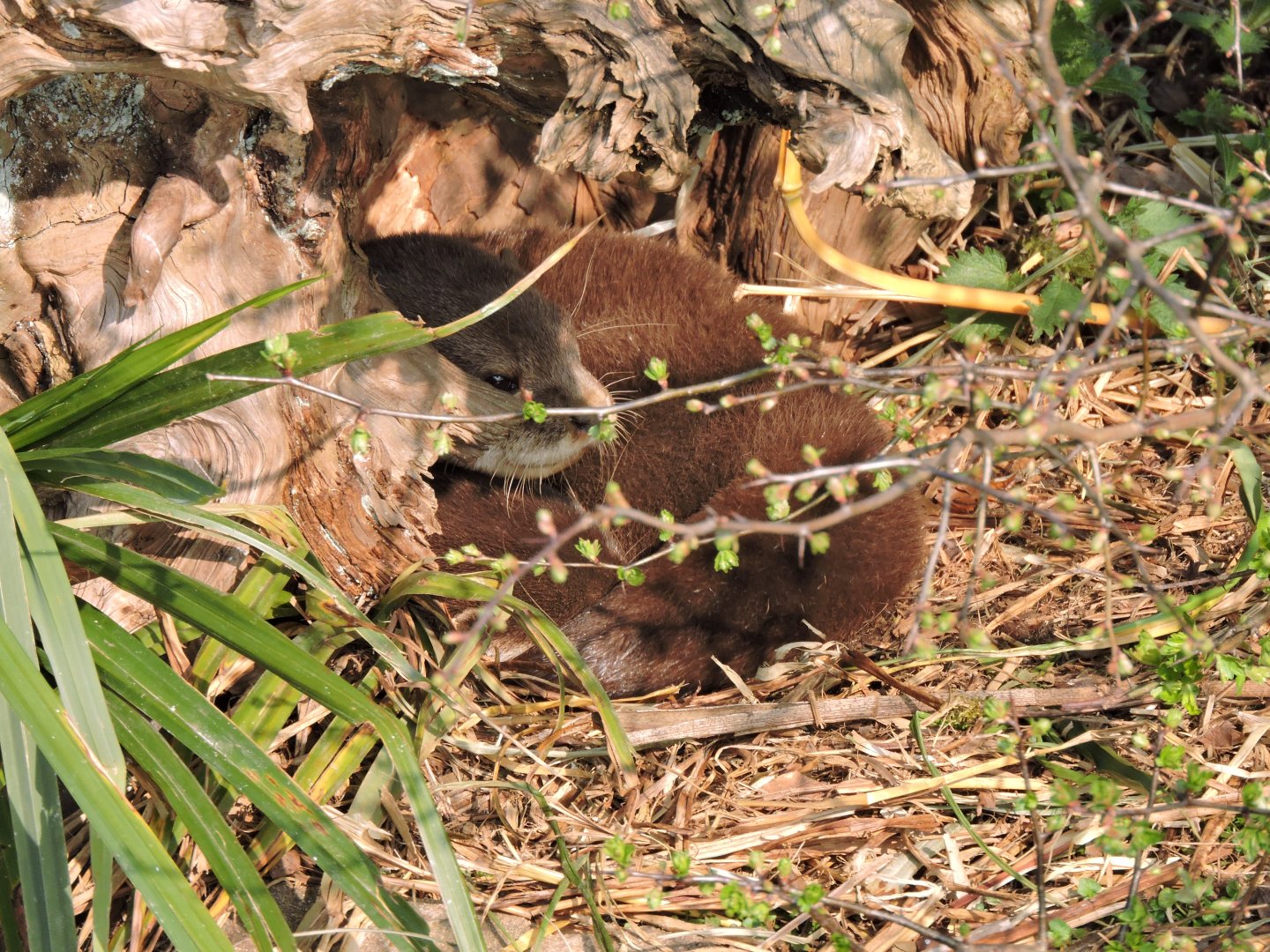 Asian Short Clawed Otter