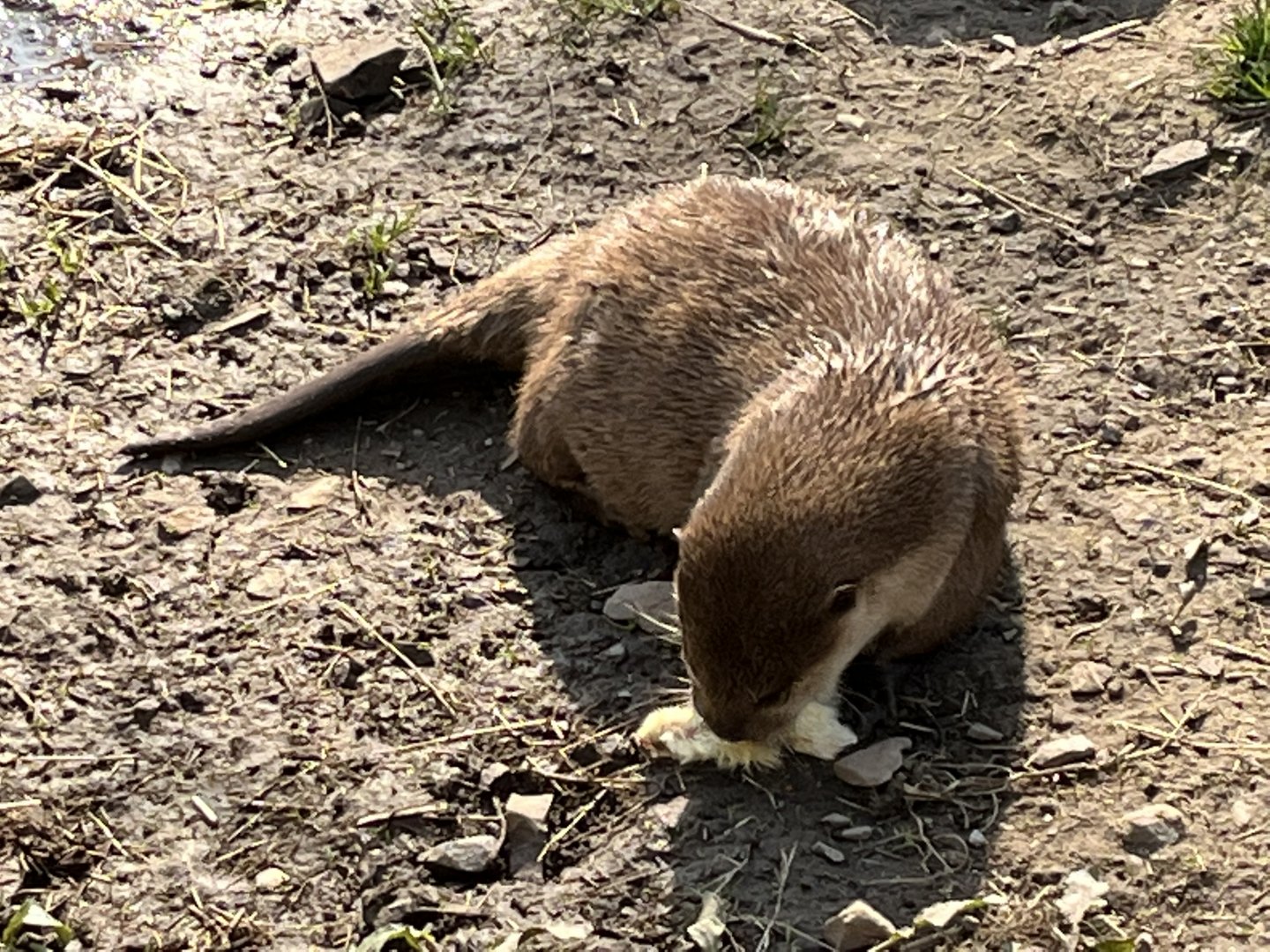 Asian Short Clawed Otter