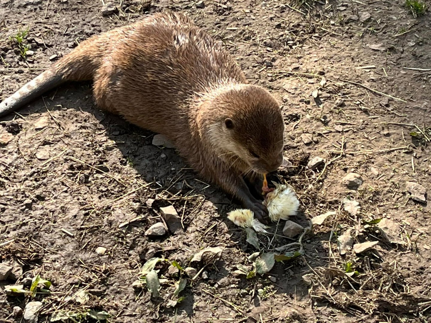 Asian Short Clawed Otter