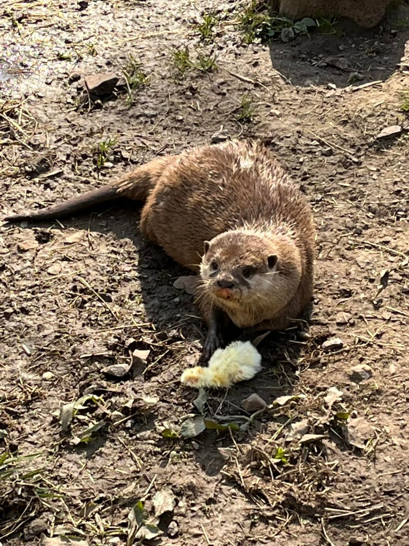 Asian Short Clawed Otter