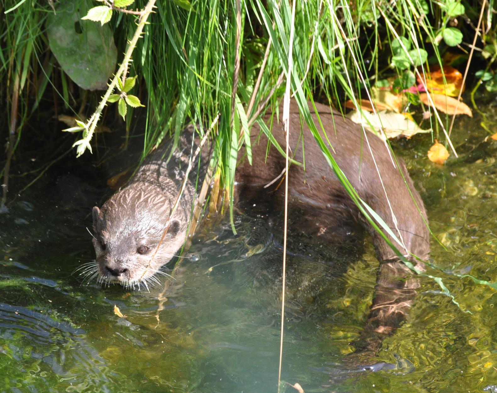 Asian Short Clawed Otter