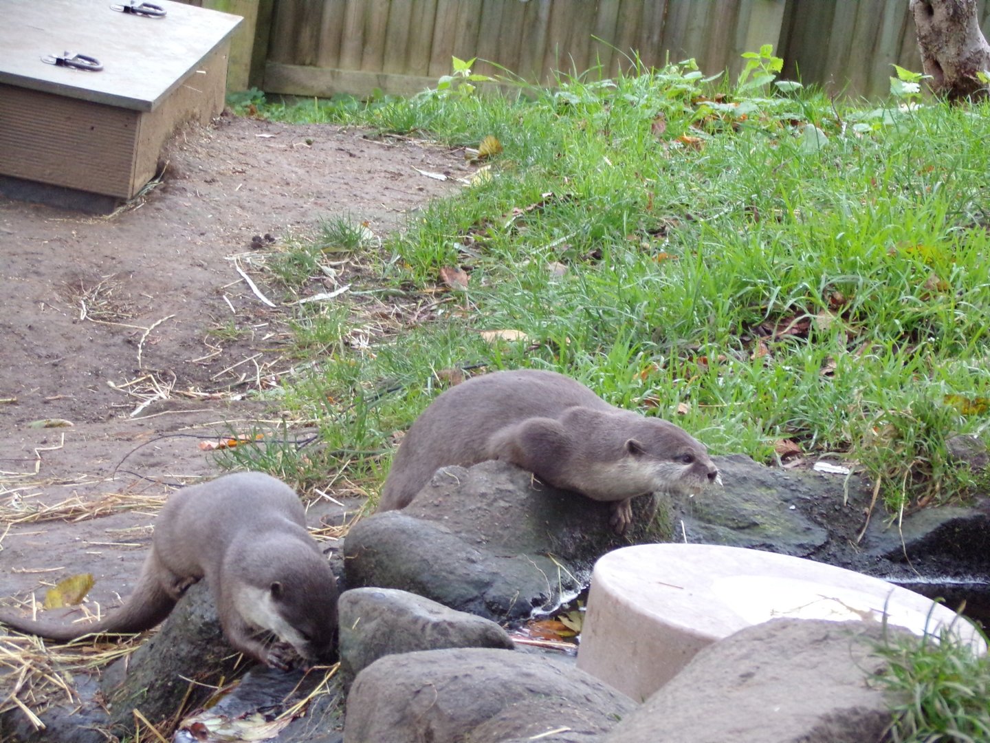 Asian short-clawed otter