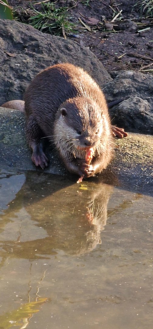 Asian short clawed otter