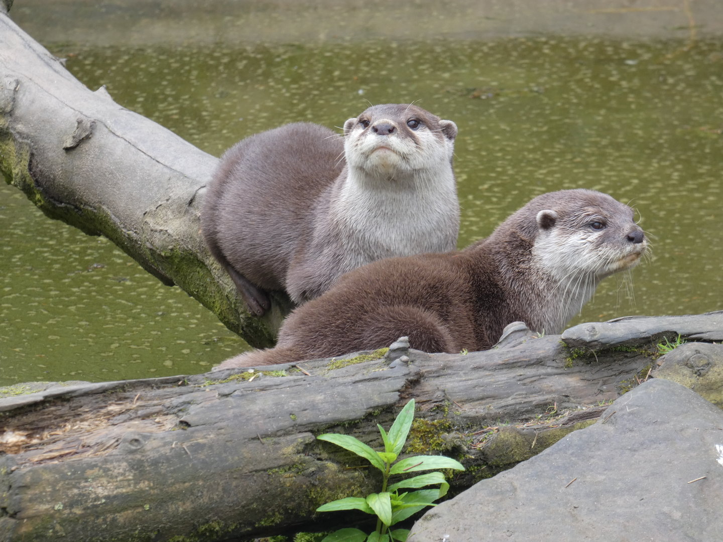 Asian short-clawed otter