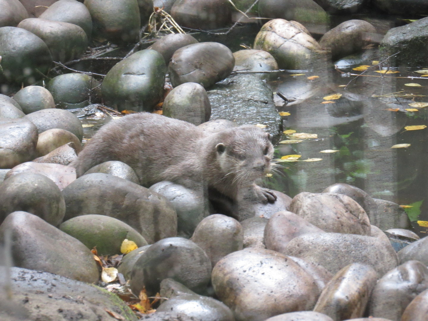 Asian Short-Clawed Otter