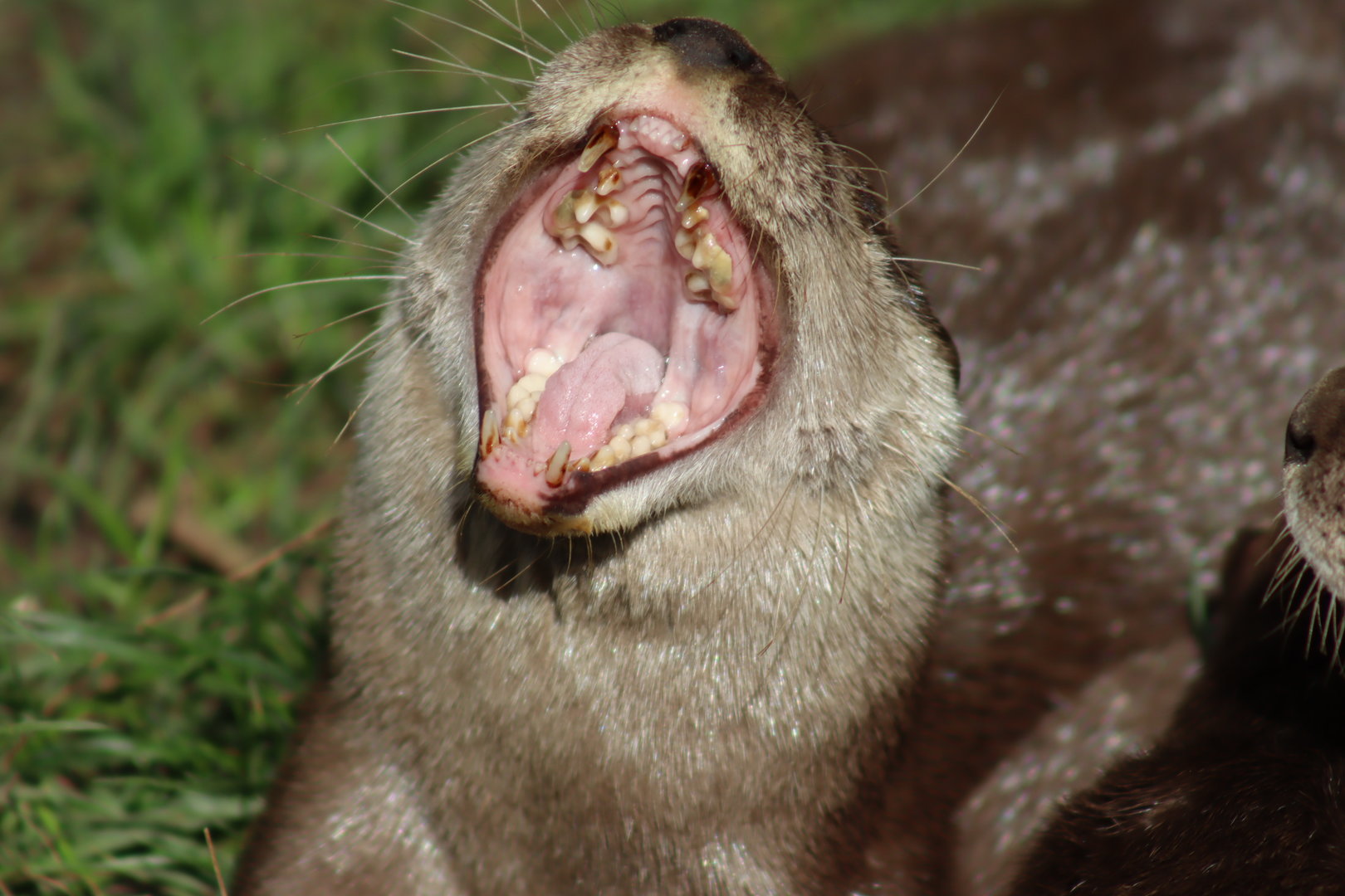 Asian short-clawed Otter