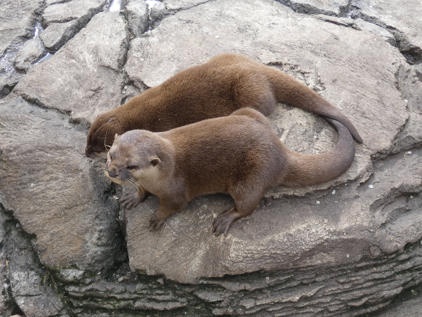 Asian short-clawed otter