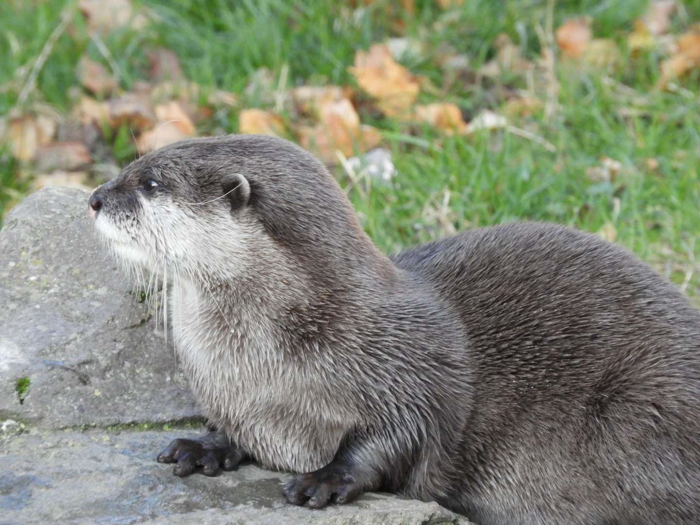 Asian short-clawed otter