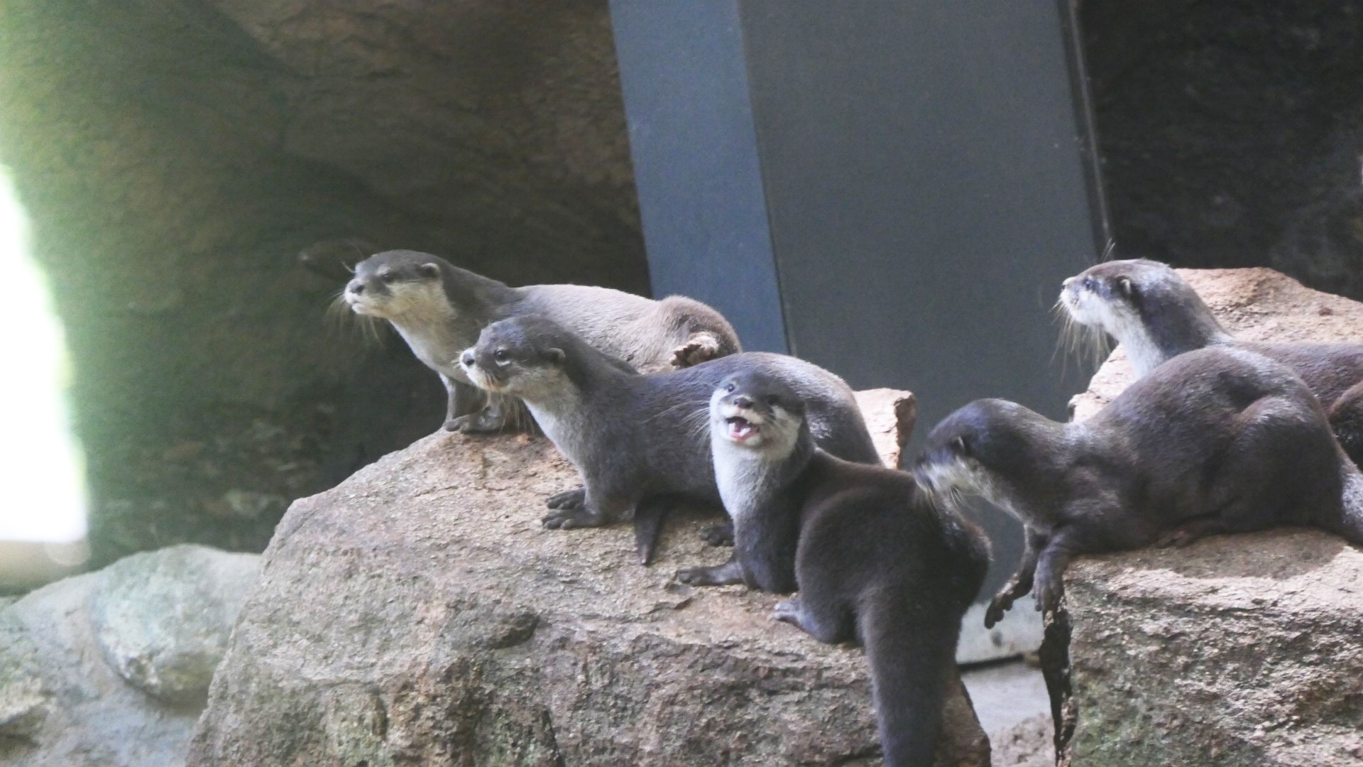 Asian Short-clawed Otter