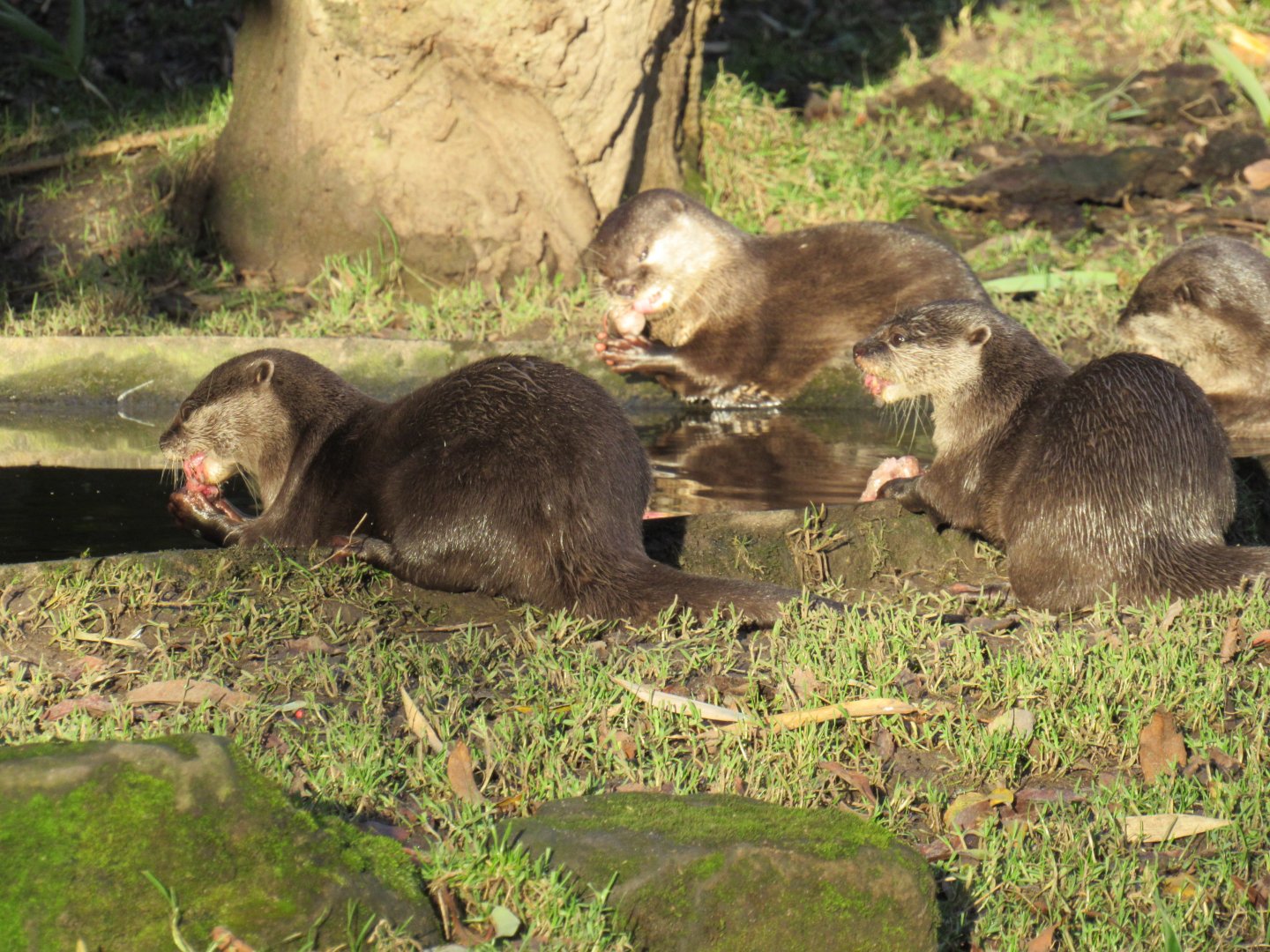 Asian short-clawed otter